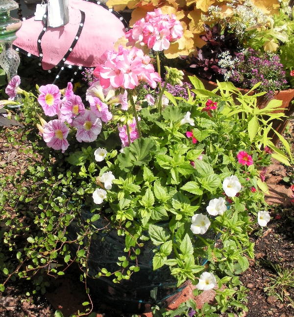 Gallery House of Plants