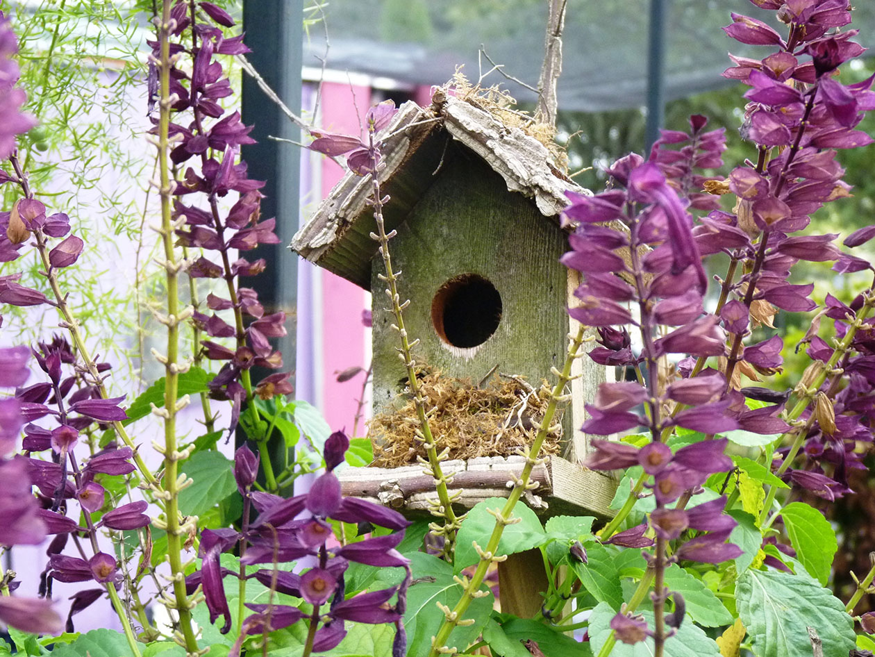 bird house flowers